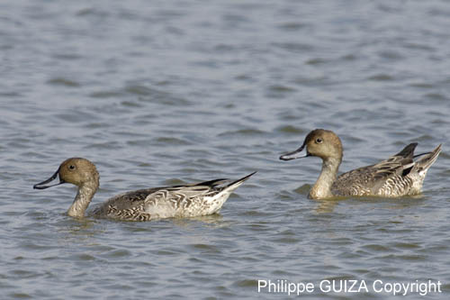 Canard_pilet_LeTeich_Septembre2007_JN64094