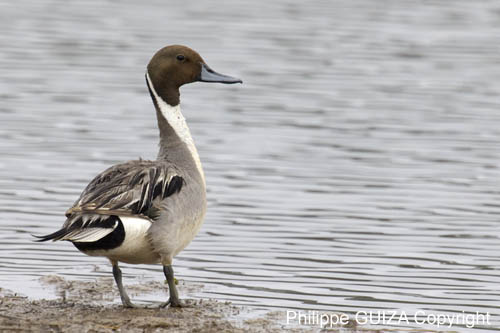 Canard_pillet_LeTeich_Parc_Ornithologique_mai2006_MI69578