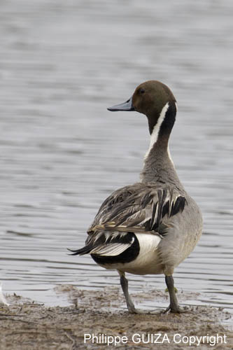 Canard_pillet_LeTeich_Parc_Ornithologique_mai2006_MI69582