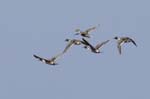 Canard_pilet_LeTeich_Parc_Ornithologique_avril2006_MR62875