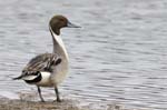 Canard_pillet_LeTeich_Parc_Ornithologique_mai2006_MI69578