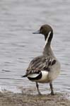 Canard_pillet_LeTeich_Parc_Ornithologique_mai2006_MI69582