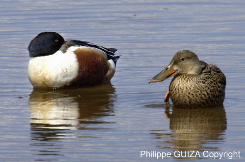Canard_souchet_LeTeich_Parc_Ornithologique_avril2006_MR62852