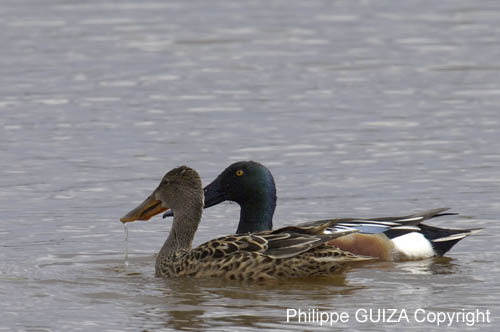 Canard_souchet_LeTeich_Parc_Ornithologique_avril2006_MR62856