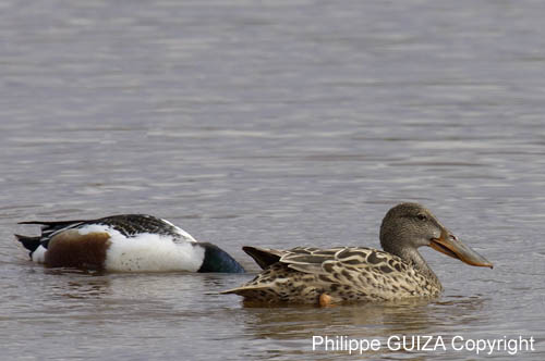 Canard_souchet_LeTeich_Parc_Ornithologique_avril2006_MR62857