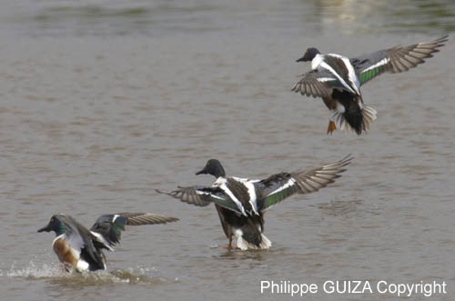 Canard_souchet_LeTeich_Parc_Ornithologique_avril2006_MR62858