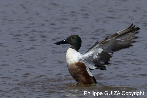 Canard_souchet_LeTeich_Parc_Ornithologique_avril2006_MR62859