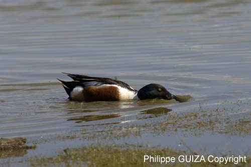 Canard_souchet_LeTeich_Parc_Ornithologique_mai2006_MI67070