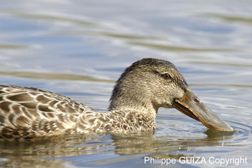 Canard_souchet_LeTeich_Parc_Ornitholoigque_Septembre2006_JN60156