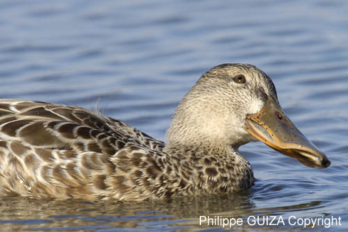 Canard_souchet_LeTeich_Parc_Ornitholoigque_Septembre2006_JN61137