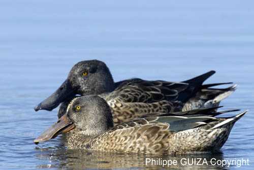 Canard_souchet_LeTeich_Parc_Ornitholoigque_Septembre2006_JN61159
