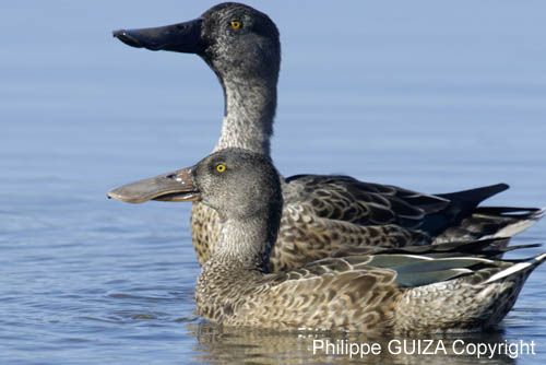 Canard_souchet_LeTeich_Parc_Ornitholoigque_Septembre2006_JN61161