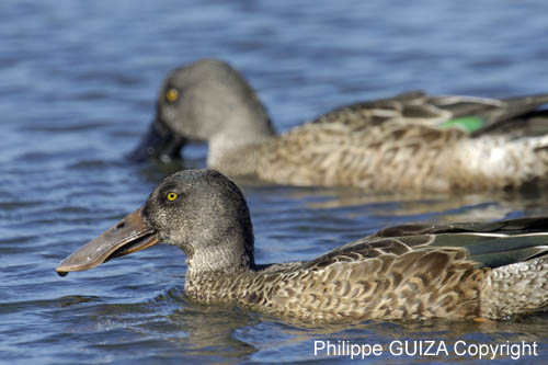 Canard_souchet_LeTeich_Parc_Ornitholoigque_Septembre2006_JN61188