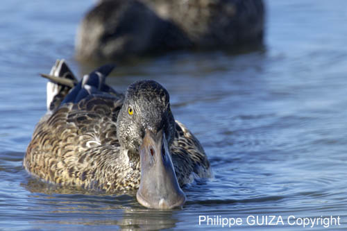 Canard_souchet_LeTeich_Parc_Ornitholoigque_Septembre2006_JN61192