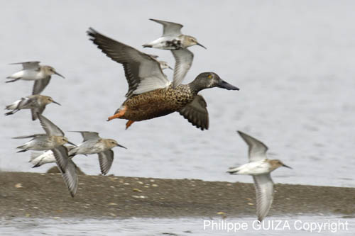 Canard_souchet_LeTeich_Parc_Ornitholoigque_Septembre2006_JN68746