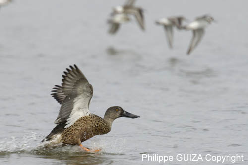 Canard_souchet_LeTeich_Parc_Ornitholoigque_Septembre2006_JN68747