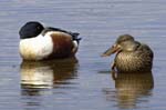 Canard_souchet_LeTeich_Parc_Ornithologique_avril2006_MR62852