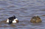 Canard_souchet_LeTeich_Parc_Ornithologique_avril2006_MR62854