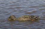 Canard_souchet_LeTeich_Parc_Ornithologique_avril2006_MR62855