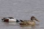 Canard_souchet_LeTeich_Parc_Ornithologique_avril2006_MR62857