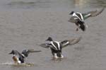Canard_souchet_LeTeich_Parc_Ornithologique_avril2006_MR62858
