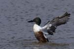 Canard_souchet_LeTeich_Parc_Ornithologique_avril2006_MR62859
