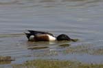 Canard_souchet_LeTeich_Parc_Ornithologique_mai2006_MI67070