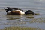 Canard_souchet_LeTeich_Parc_Ornithologique_mai2006_MI67130
