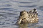 Canard_souchet_LeTeich_Parc_Ornitholoigque_Septembre2006_JN60142