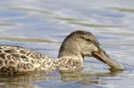 Canard_souchet_LeTeich_Parc_Ornitholoigque_Septembre2006_JN60156