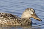 Canard_souchet_LeTeich_Parc_Ornitholoigque_Septembre2006_JN61137