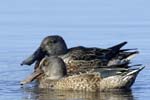 Canard_souchet_LeTeich_Parc_Ornitholoigque_Septembre2006_JN61159