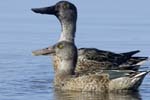 Canard_souchet_LeTeich_Parc_Ornitholoigque_Septembre2006_JN61161