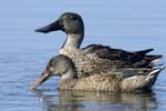 Canard_souchet_LeTeich_Parc_Ornitholoigque_Septembre2006_JN61162