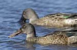 Canard_souchet_LeTeich_Parc_Ornitholoigque_Septembre2006_JN61188