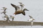 Canard_souchet_LeTeich_Parc_Ornitholoigque_Septembre2006_JN68746