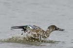Canard_souchet_LeTeich_Parc_Ornitholoigque_Septembre2006_JN68748
