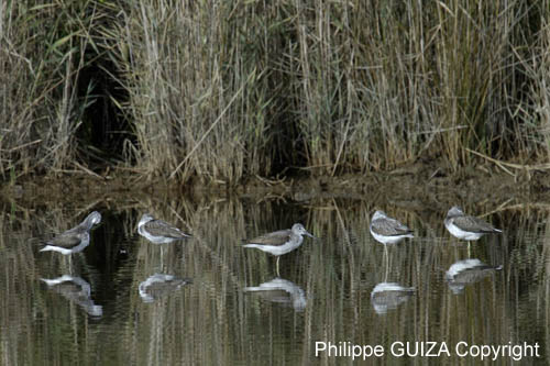 Chevalier_aboyeur_LeTeich_Parc_Ornithologique_Septembre2006_JN60648