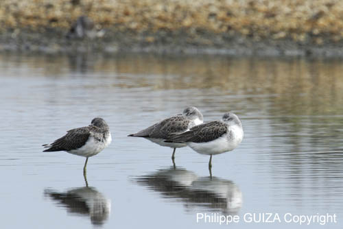 Chevalier_aboyeur_LeTeich_Parc_Ornithologique_Septembre2006_JN62745