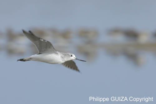Chevalier_aboyeur_LeTeich_Parc_Ornithologique_Septembre2006_JN62861