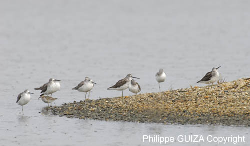 Chevalier_aboyeur_LeTeich_Parc_Ornithologique_Septembre2006_JN62997