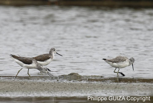 Chevalier_aboyeur_LeTeich_Parc_Ornithologique_Septembre2006_JN64002