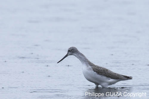 Chevalier_aboyeur_LeTeich_Parc_Ornithologique_Septembre2006_JN64699