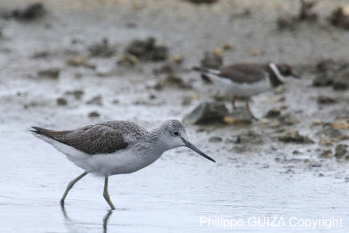 Chevalier_aboyeur_LeTeich_Parc_Ornithologique_Septembre2006_JN65267