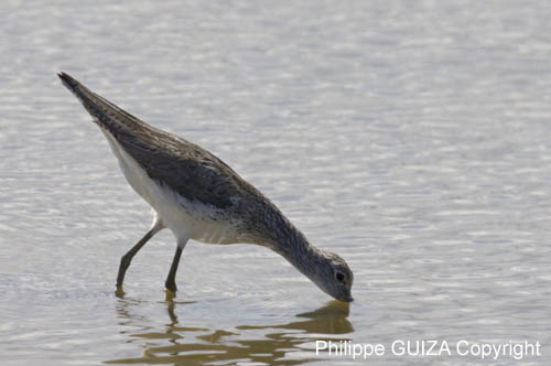 Chevalier_aboyeur_LeTeich_Parc_Ornithologique_avril2006_MR62651