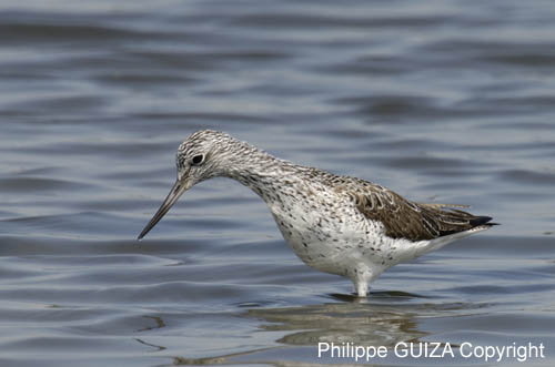 Chevalier_aboyeur_LeTeich_Parc_Ornithologique_avril2006_MR62654