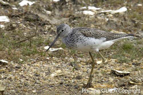 Chevalier_aboyeur_LeTeich_Parc_Ornithologique_avril2006_MR62657