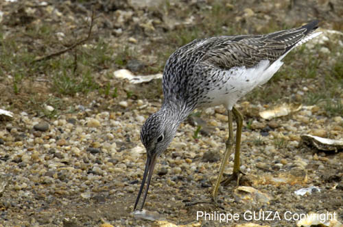 Chevalier_aboyeur_LeTeich_Parc_Ornithologique_avril2006_MR62658