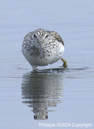 Chevalier_aboyeur_LeTeich_Parc_Ornithologique_avril2006_MR62659