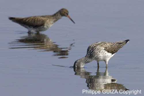 Chevalier_aboyeur_LeTeich_Parc_Ornithologique_avril2006_MR62660